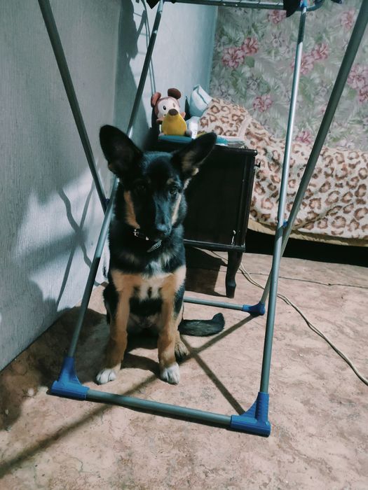 Отдам в добрые руки