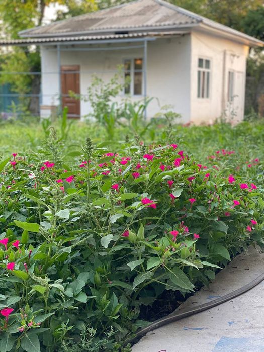 Сдается Дача для отдыха/ Дача Аренда/ Dacha Arenda