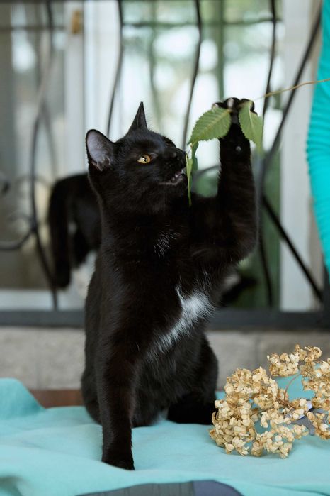 Молодой котик, мальчик, 8 месяцев