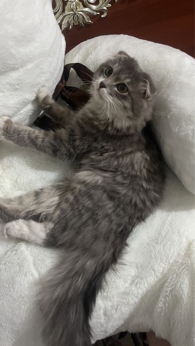 Продам шотландская кошка(хайленд фолд)