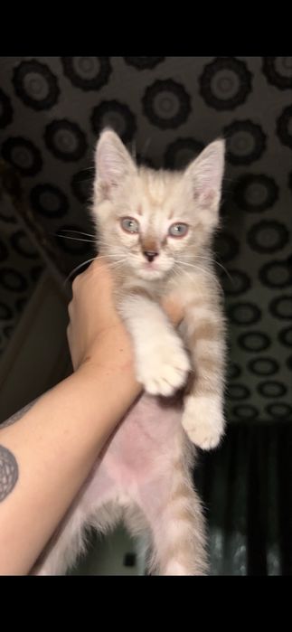 Котенок полу сиамец