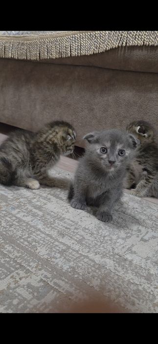 Продам Шатландси веслоухий