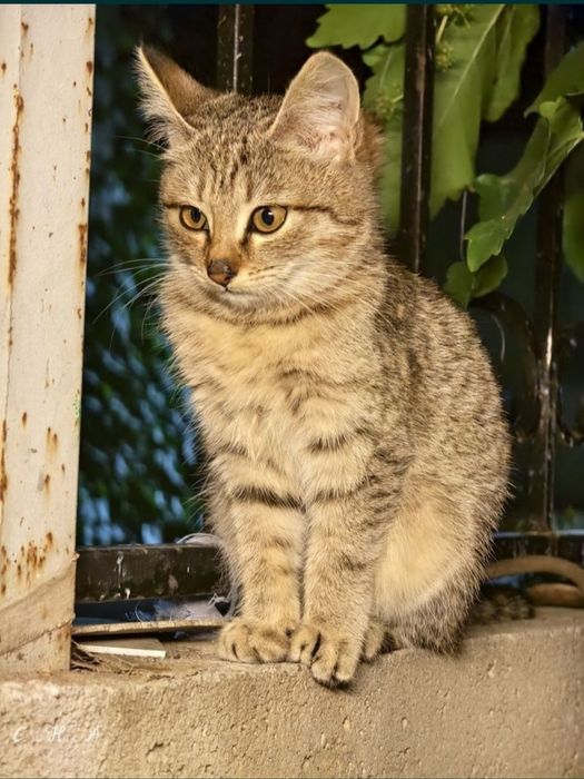 Отдаю котенка девочку