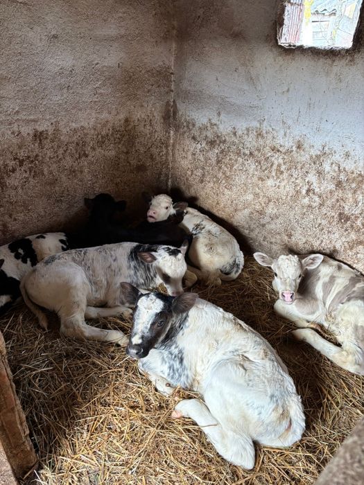 Vitei sugari de vanzare