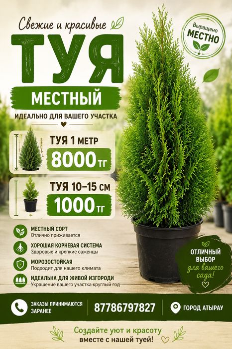 Туя продается местный