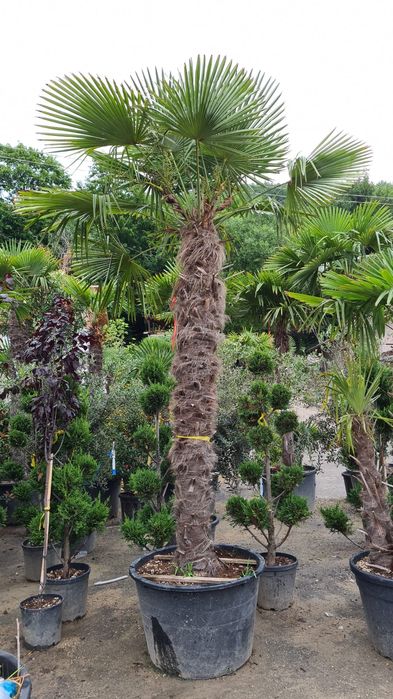 Vând palmieri trachycarpus fortunei rezistenți la îngheț