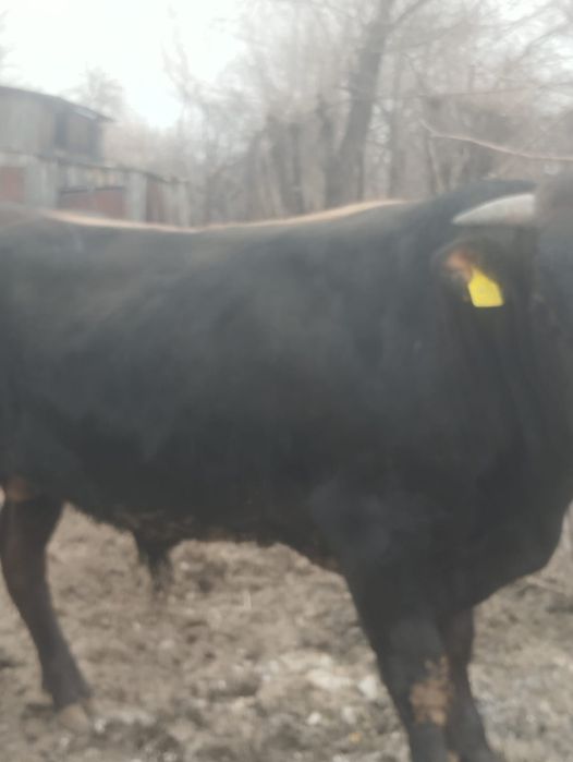 Продам быка 1 год и 5 месяцев