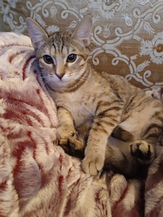 Отдам котенка в добрые руки