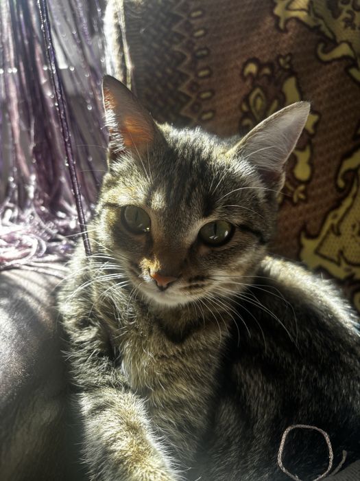 Кошечка-тигренок