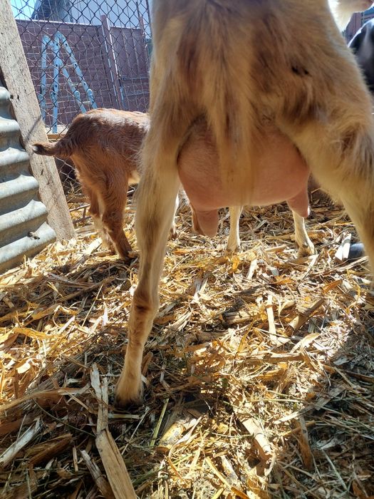 Vând capre   de lapte