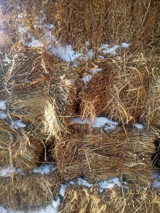 Солома, сено, суданка