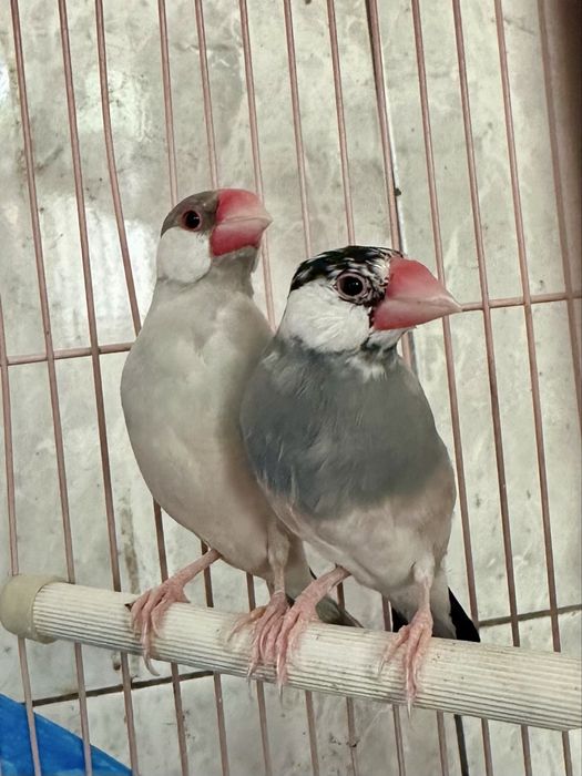 Pereche orezari Perfecti pentru imperechere