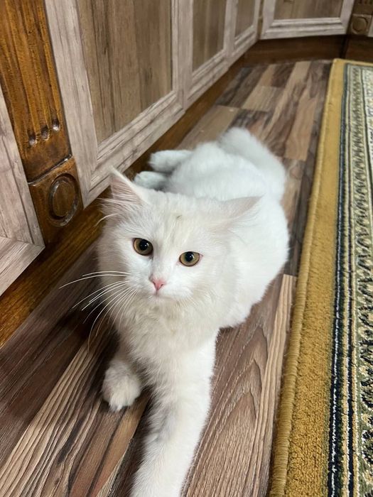 Tasma va tayoq bilan urish videosi