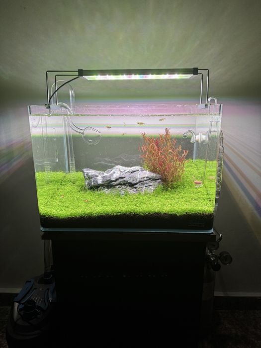 Aquascape profesional / Acvariu