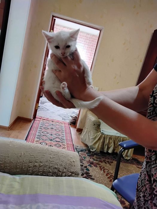 Котенок белый 1,5 месяца девочка