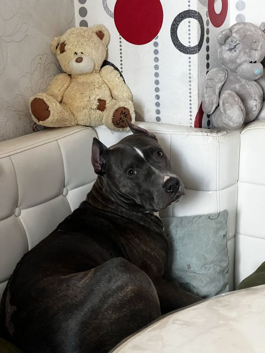 Продается питбуль