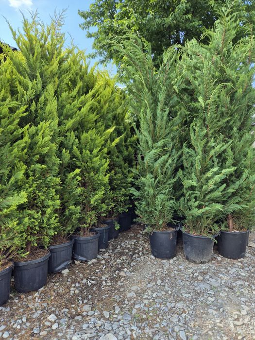 Plante ornamentale