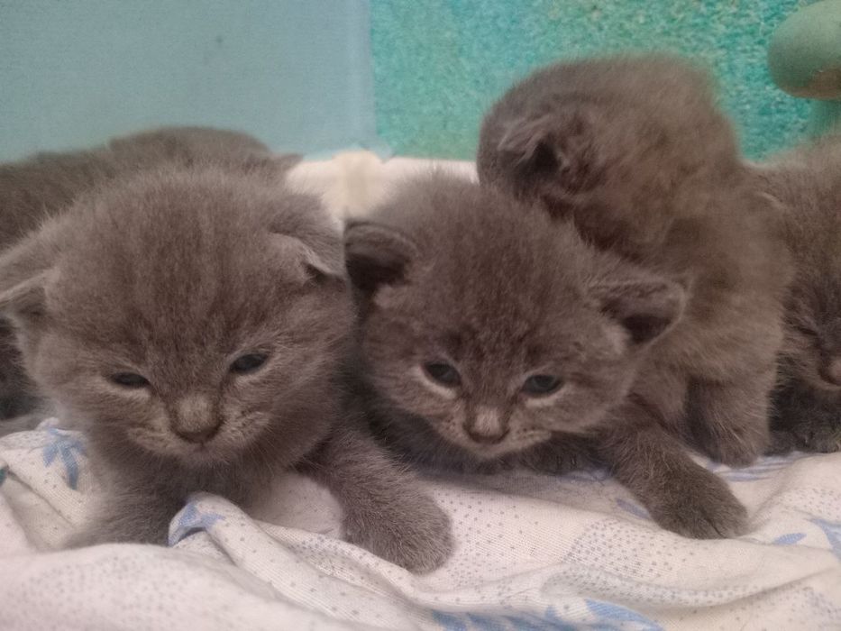 Продаю котят шатланских фолды