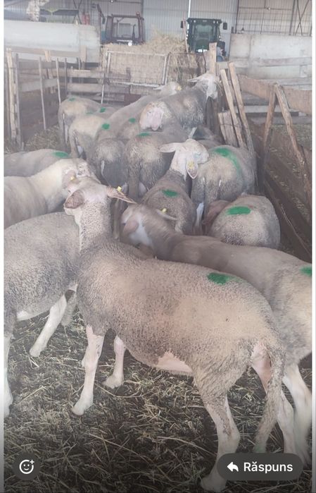 Vand berbecutii lacunii din mame bune de lapte