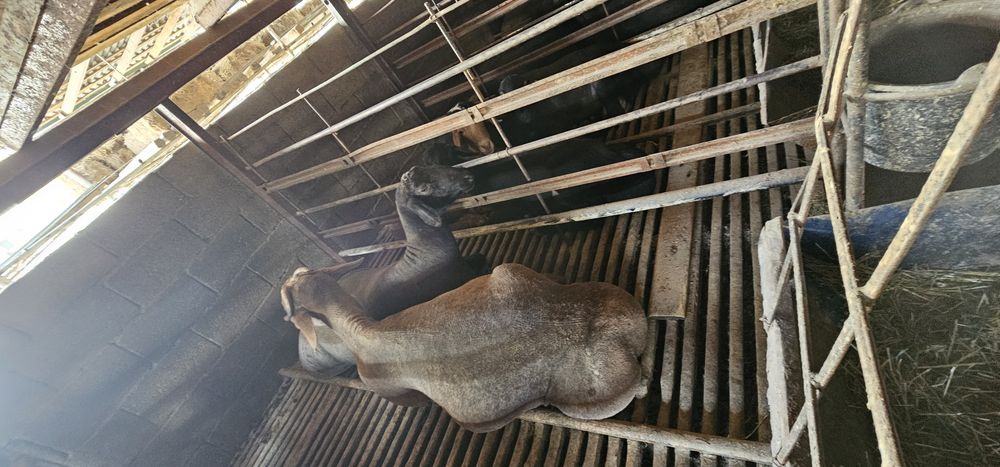 Кучкорлар Сотилади