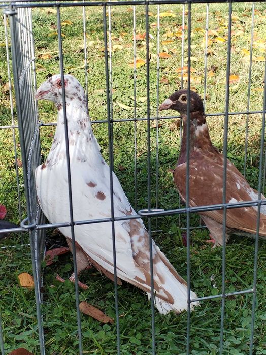 Porumbei voiajori stil vechi de vanzare