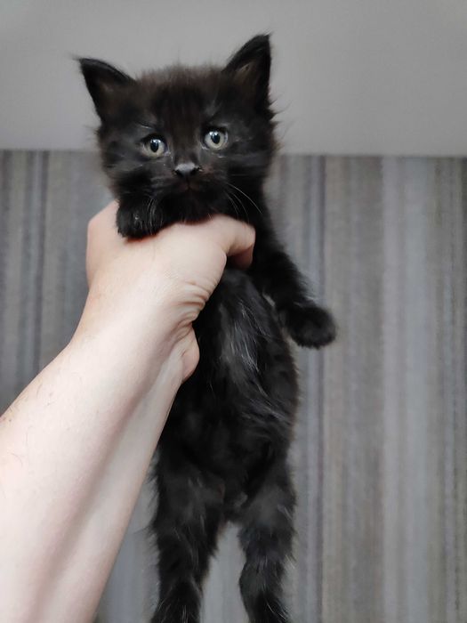 Отдам котика 1.5 мес