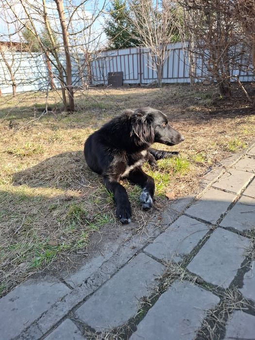 Мощный кабель (метис Тазы) в рабочие руки