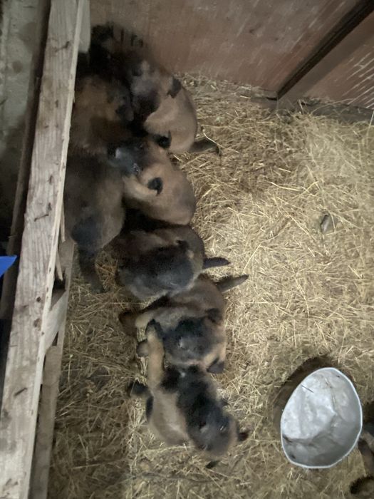 Кутята белгиской овчарки