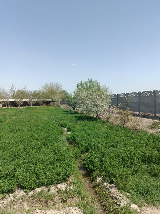 Срочно Навбахор Бешработ йулни екасидан ховли сотилади