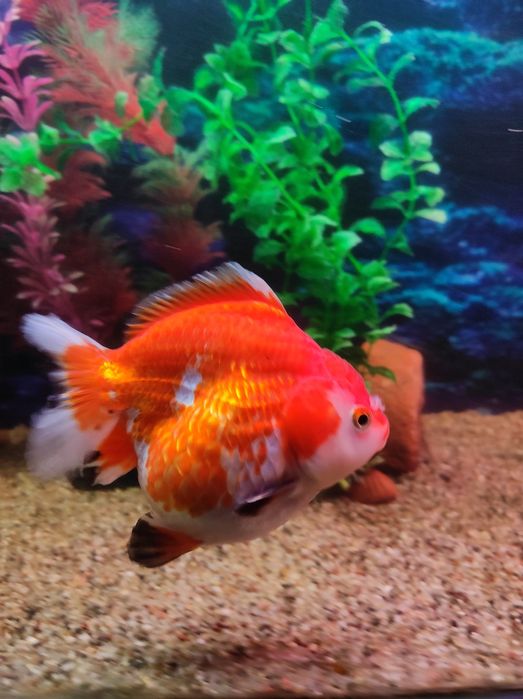 Аранда малйоклари сатилади