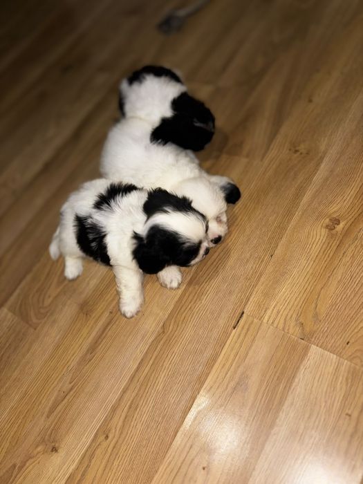 "Donez" pui shih tzu