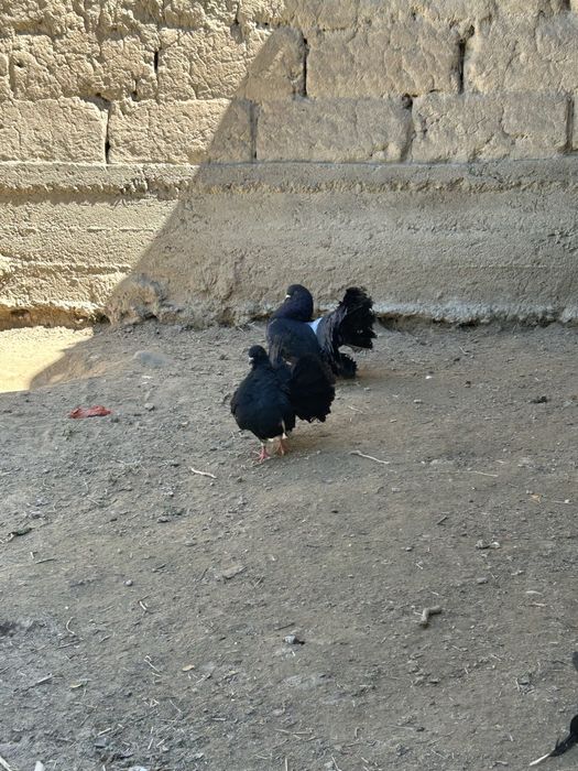 Павлин  сатылады