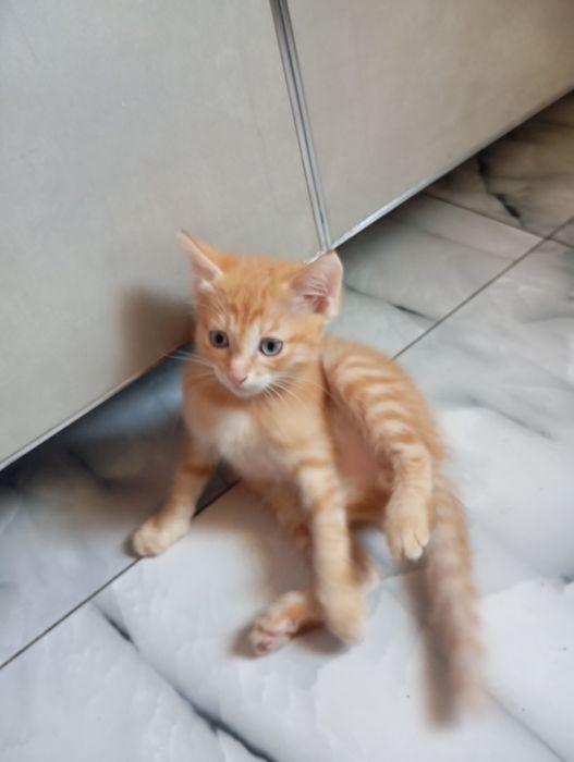 Кошки отдам даром