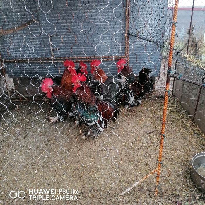 Cocoșei și gainuse pitice