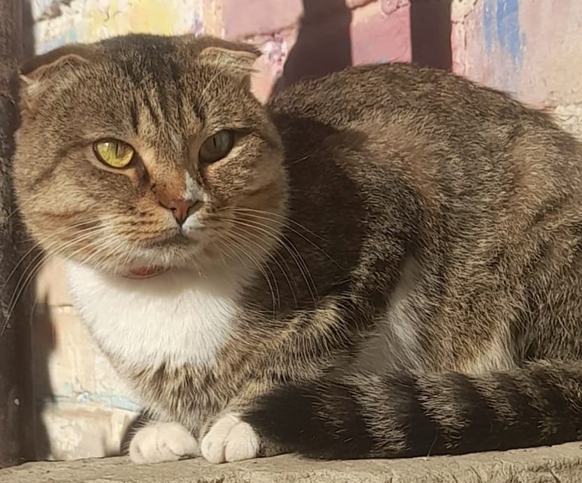 Вязка,скоттиш фолд