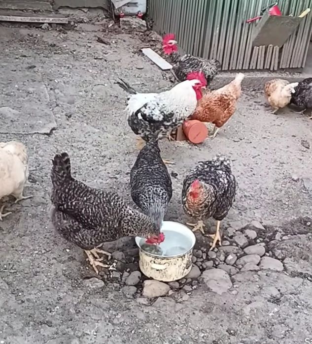 Găini tinere mari