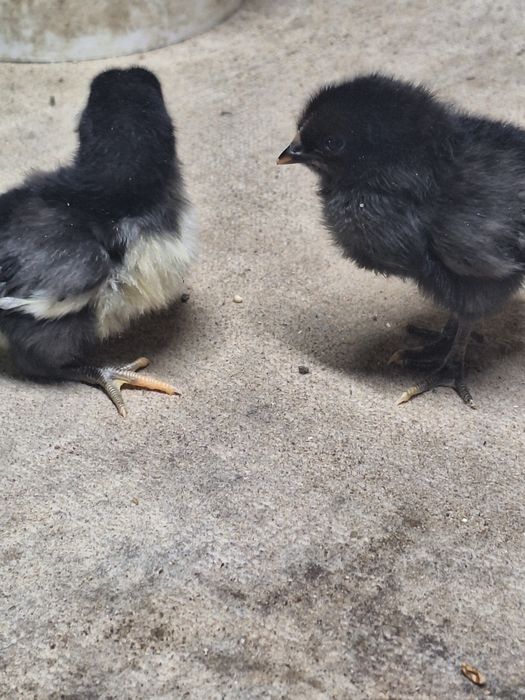 Австролп балапандары сатылады.