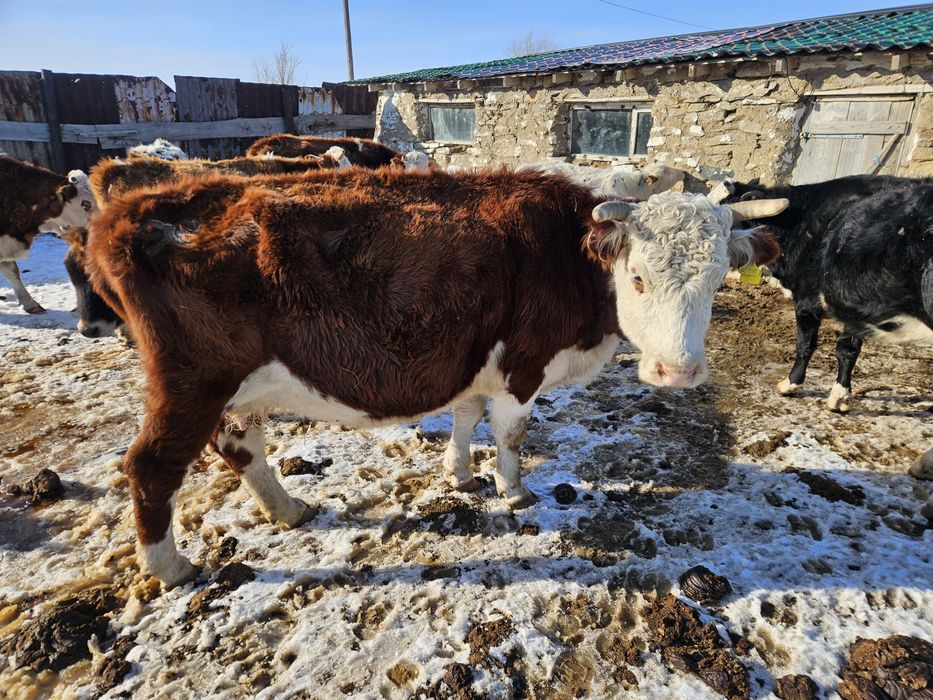 Продам стельную корову!