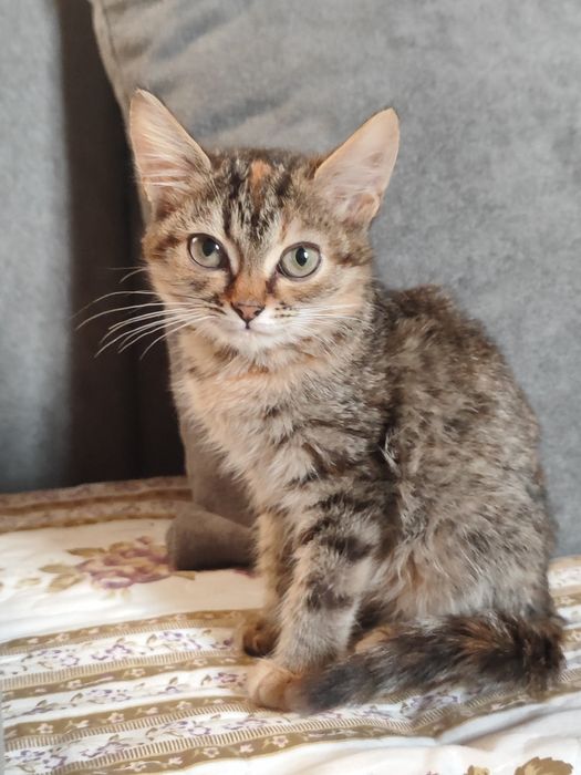Отдам котята бауырластар 2