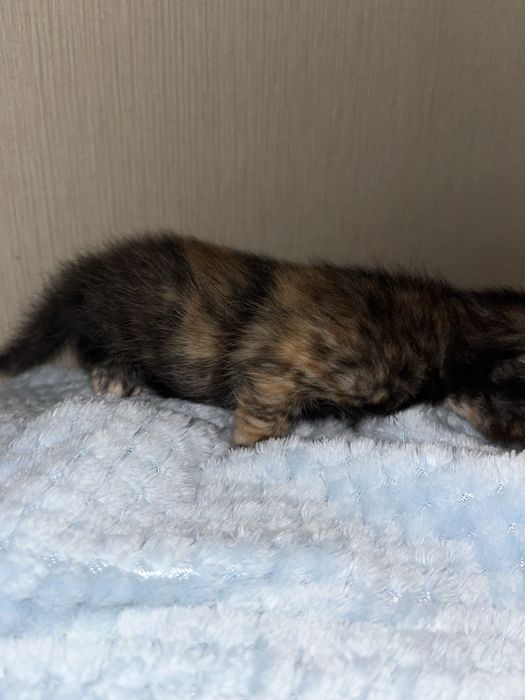 Котята 1 мес в добрые руки