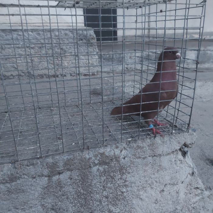 Красный самец лет с игрой