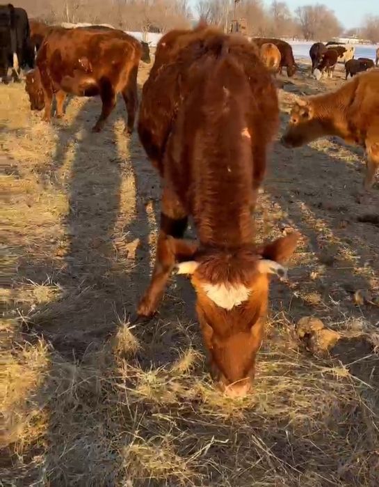 Сиыр сатылады. 550 000