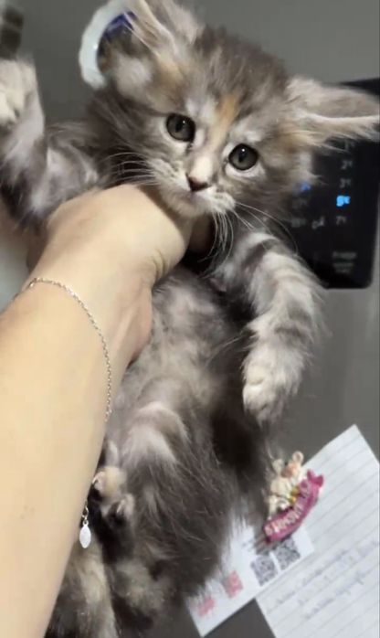 Роскошные котята мейн-кун