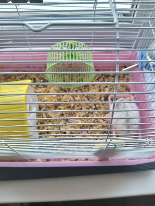Срочно продам клетку с хомяками.