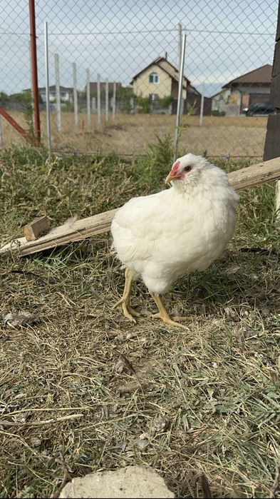 Cocos Araucana alb