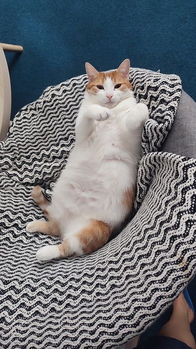 Pisică adultă de 5 ani, calmă, caută familie iubitoare