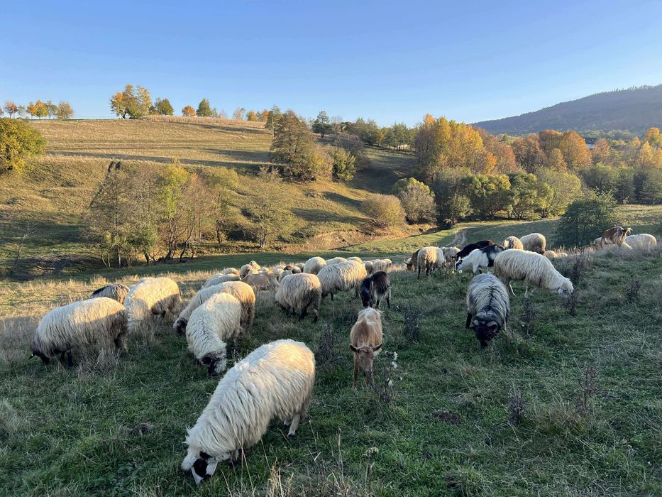 100 de oi si capre la un loc