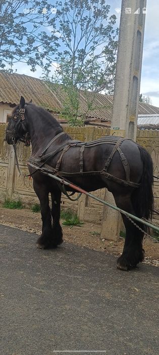De vânzare cal de 9 ani
