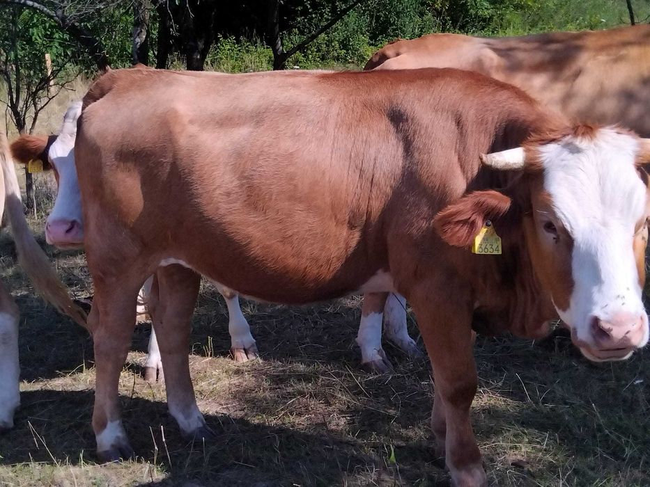 Disponibile spre vânzare 5 vițele (2 montate) înscrise în COP. , linia carne!