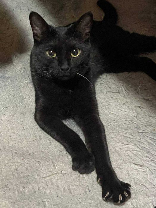 Шикарный кот ищет верного хозяина